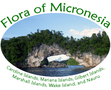 Flora of Micronesia (Rock Islands. Photo by Dave Lorence.)