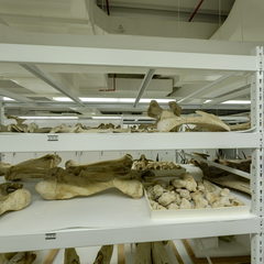 link to Antlers 1