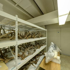 link to Antlers 2