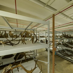 link to Antlers 4