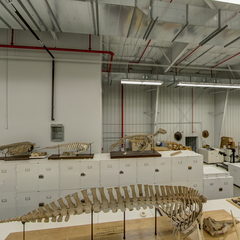link to Whale Bones 2