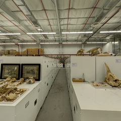 link to Whale Bones 8