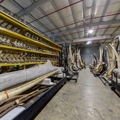 link to Whale Bones 9