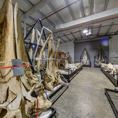 link to Whale Bones 10
