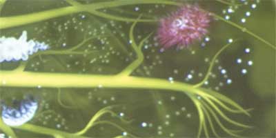 link to Genome 1