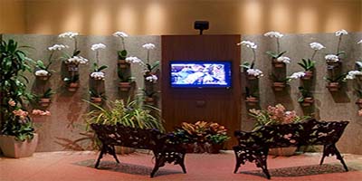link to 2008 Orchids 1