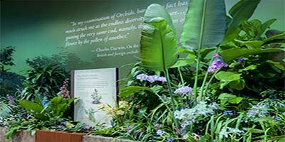 link to 2008 Orchids 2