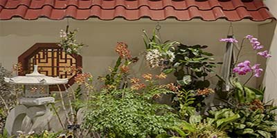 link to 2011 Orchids 2