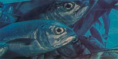 link to Sant Ocean Hall: Ocean Surface