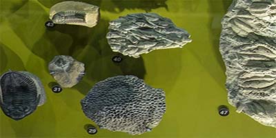 link to Sant Ocean Hall: Journey Through Time 1