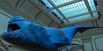 link to Sant Ocean Hall: Open Ocean