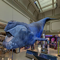 link to Sant Ocean Hall: Right Whale