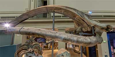 link to Sant Ocean Hall: Whale Skull
