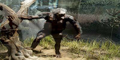 link to Human Origins: Lucy