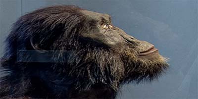 link to Human Origins: Reconstruction