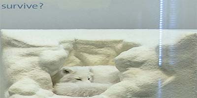 link to Mammal Hall: North America 1