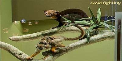 link to Mammal Hall: South America