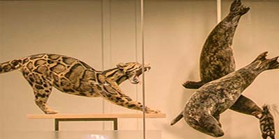 link to Mammal Hall: Southern Hemisphere