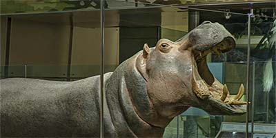 link to Mammal Hall: North America 2