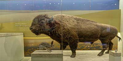 link to Mammal Hall: Africa 2