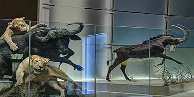 link to Mammal Hall: Africa 1