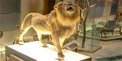 link to Mammal Hall: Africa 1 (high)