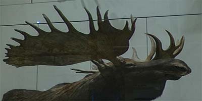 link to Mammal Hall: Entrance
