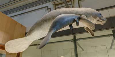 link to Mammal Hall: Entrance (high)