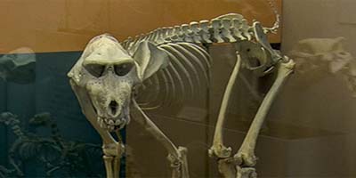link to Bones 2