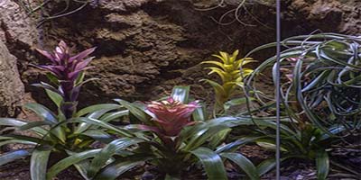 link to Insect Zoo: 1