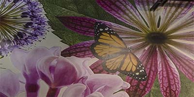 link to Butterflies 3
