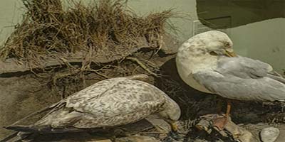 link to Birds of D.C. 1