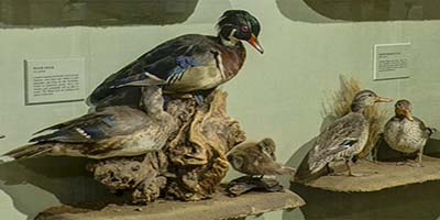 link to Birds of D.C. 2