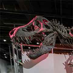 link to The Last American Dinosaurs 2