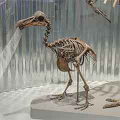 link to The Last American Dinosaurs 4