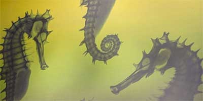 link to Sant Ocean Hall: Marine Collections