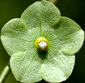 Matelea variifolia
