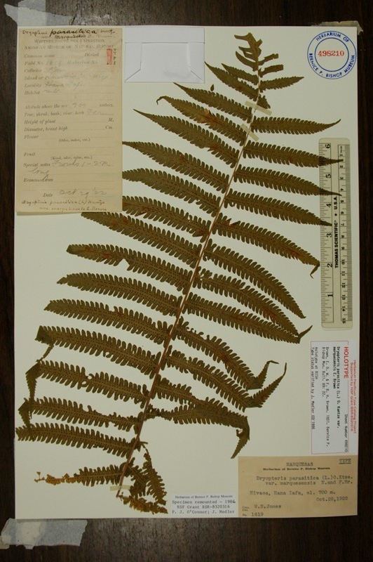 Type of Dryopteris parasitica var. marquesensis