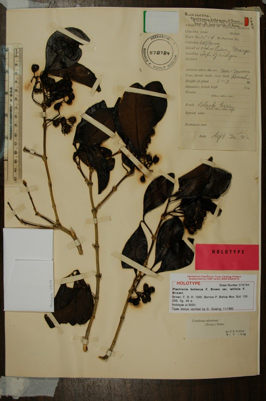 Type of Plectronia kohenua var. latifolia