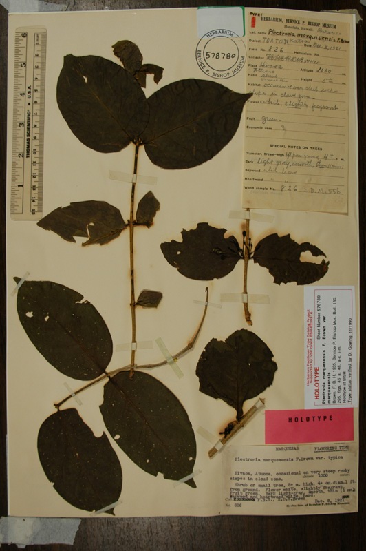 Type of Plectronia marquesensis var. marquesensis