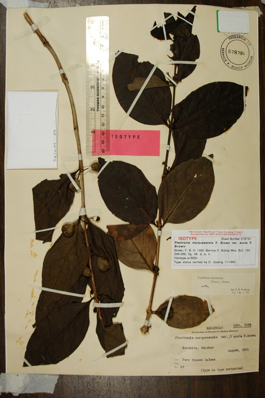 Type of Plectronia marquesensis var. acuta