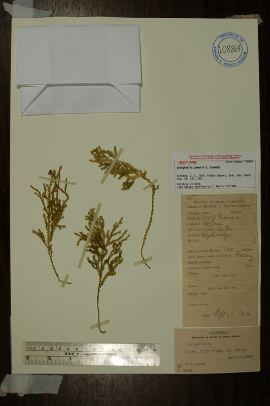 Type of Selaginella jonesii 
