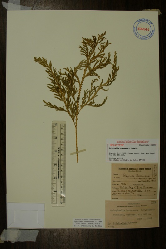 Type of Selaginella browneana 
