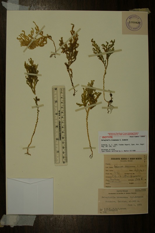 Type of Selaginella browneana 