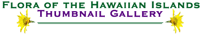 Flora of the Hawaiian Islands Thumbnail Gallery