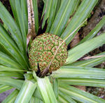 Pandanus lorencei. Photo by Dave Lorence.