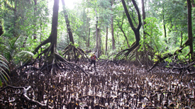 Yela mangrove forest. Photo by Dave Lorence.
