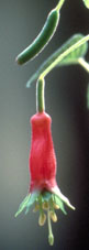 Fuchsia splendens