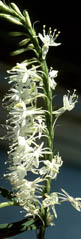 Oenothera glaucifolia