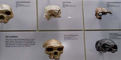 link to Human Origins: Past Species
